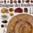 L énigme des fossiles